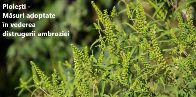 Primaria Ploiesti solicita proprietarilor de terenuri sa starpeasca ambrozia crescuta pe terenul propriu. Unde putem semnala aparitia plantei