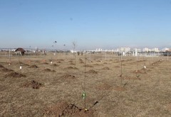 Primarul Volosevici a dispus plantarea primei livezi didactice din Romania, la Ploiesti