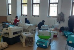 Ploiesti: Campanie de sterilizari GRATUITE pentru caini si pisici, organizata de Primaria Ploiesti