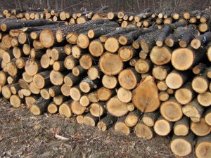 Societăți comerciale din Prahova, sancționate pentru că furnizau material lemnos ilegal