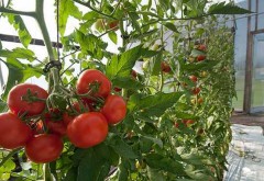 Prahova, în topul cererilor de înscriere în programul de sprijin pentru tomate