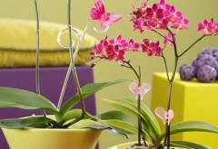 Cum se plantează orhideea în ghiveci