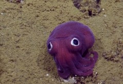 Specie rară de caracatiță, de culoare mov, găsită de biologii marini