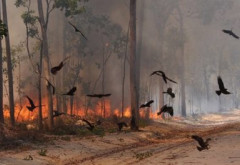 Uimitor – Aceste păsări de pradă dau foc în mod intenționat pădurilor. Unde se întâmplă acest fenomen neobișnuit?