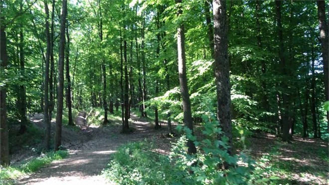 Tânără violată şi ucisă, într-o pădure din Prahova. Principalul suspect este un cioban