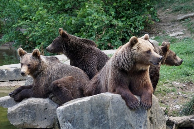 NEBUNIE în Prahova - Jandarmii au fost chemați de 9 ori în 24 de ore, prin 112, să îndepărteze urșii care au coborât în localități