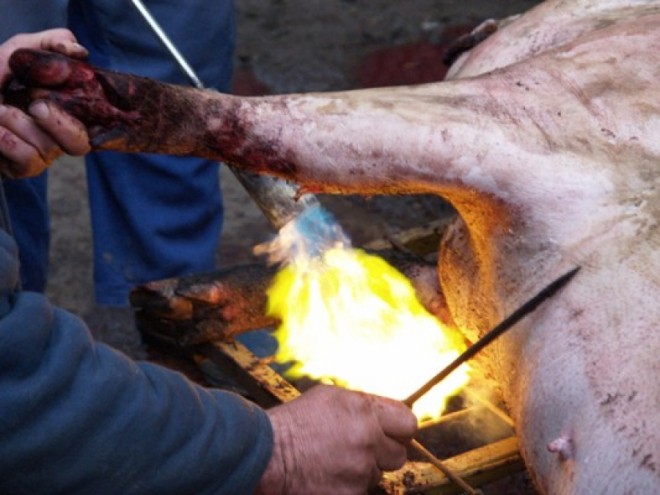 Pesta porcină africană schimbă tradiția! Prezența veterinarului a devenit OBLIGATORIE la sacrificarea porcilor