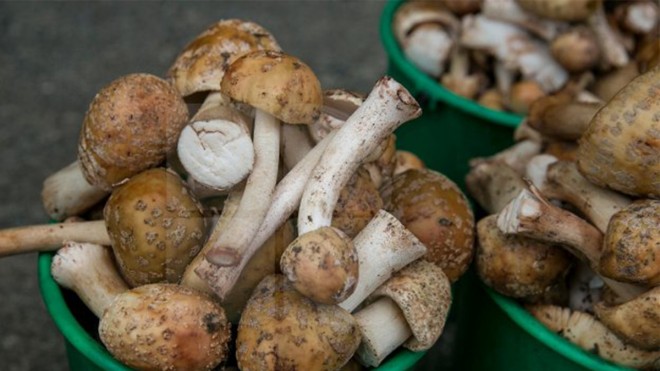 DSP Prahova, avertisment adresat locuitorilor comunei Râfov: Atentie la ciupercile comercializate de persoane neautorizate