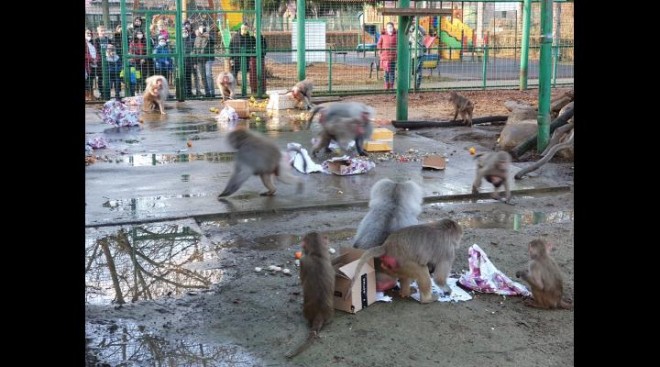 Craciunul animalelor, la Zoo Bucov. Necuvantatoarele au primit cadouri de la Mos Craciun