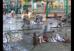 Craciunul animalelor, la Zoo Bucov. Necuvantatoarele au primit cadouri de la Mos Craciun