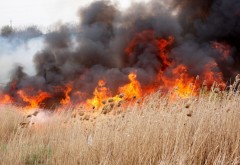 Incendiu devastator in Tatarani. Ard 4 hectare de teren, o anexa si o rulota