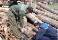 Hot de lemne, depistat de politistii din comuna Telega