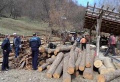Polițiștii prahoveni au confiscat peste 13 m3 de lemne, în urma unui control