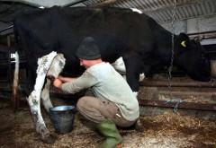 AZI- ULTIMA zi de depunere a cererilor de plată pentru ajutoarele destinate producătorilor de lapte
