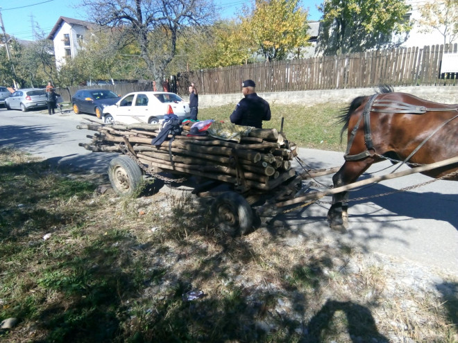 Bărbaţi amendaţi pentru furt de lemne în zona Filipeşti