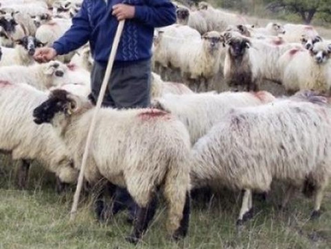 Exclamation point Regeneration Yellowish Lupul, paznic la oi! Un cioban din Prahova a furat 4 mioare din stana pe  care
