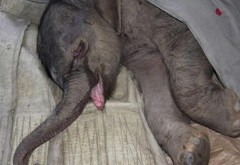 Un bebe-elefant a plâns cinci ore după ce mama lui l-a respins. Nimeni nu l-a putut opri (VIDEO)