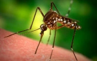 De ce unele persoane nu sunt muşcate de ţânţari