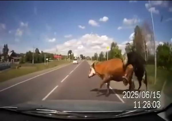 Numai in Rusia se poate intampla asa ceva – o masina loveste doua vaci aflate in timpul unei partide de amor (video)