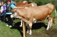 Ponta: Se reiau subvenţiile pentru 10.000 de crescători de animale