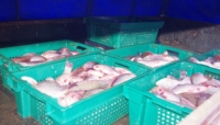 Tu știi ce cumperi? Pește, tigări și băuturi de contrabandă, descoperite la Ploiești