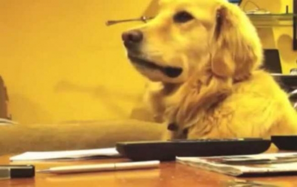 VIDEO. Reacţie incredibilă a unui câine înnebunit după muzică atunci când melodia se OPRESTE