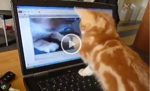 Cum reacționează o pisică atunci când se uită la un video cu ea însăși? Imaginile spun totul