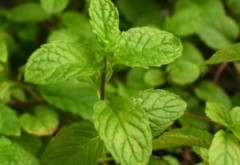 Planta minune care te ajută să slăbești: O mirosi și îți scade senzația de foame