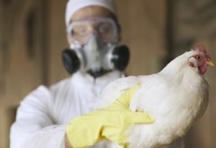 China a detectat primul caz de gripă aviară H3N8 la om