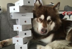 Cine este barbatul care i-a cumparat cainelui 8 telefoane iPhone 7? Imaginile care fac senzatie pe net