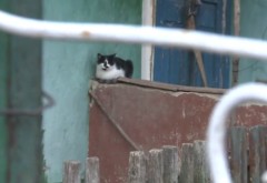 Satul din Moldova unde a mai rămas doar o pisică. Ultimii localnici s-au ucis între ei