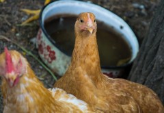 Gripa aviară, la porțile UE. Se cere interzicerea creșterii păsărilor de curte!