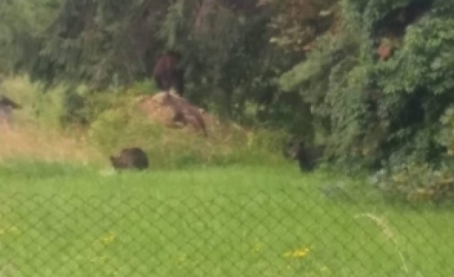 ALERTĂ la Grădina Zoologică. Doi îngrijitori sunt în stare gravă după ce au fost atacați de urși
