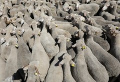 Zeci de oi au murit dupa ce un TIR care transporta 460 de animale s-a rasturnat in sant, la Maneciu